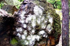 Černolické skály 15
