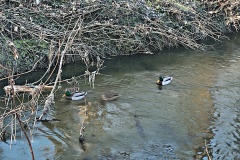 IMG_20250203_102603