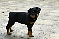 DSCN0613