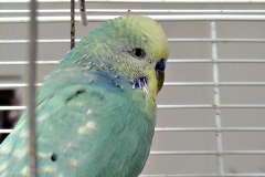Honzík 2