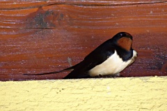 DSC00141