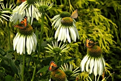 DSCN4738