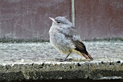 DSC00186