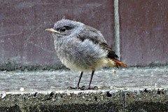 DSC00194
