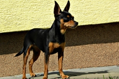 Feny - Pražský krysařík ROYAL VERA 33