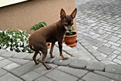 1_DSCN2219