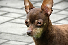 1_DSCN2260