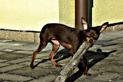 DSCN4692